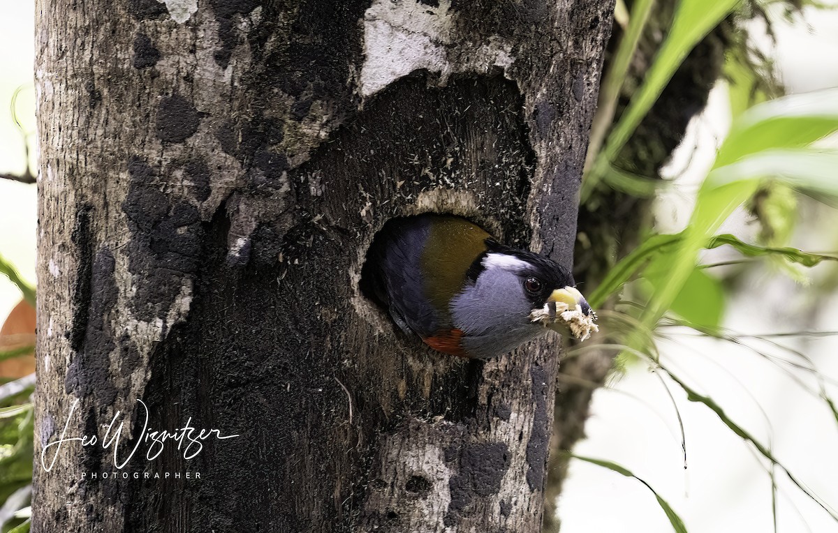 Toucan Barbet - ML620800879