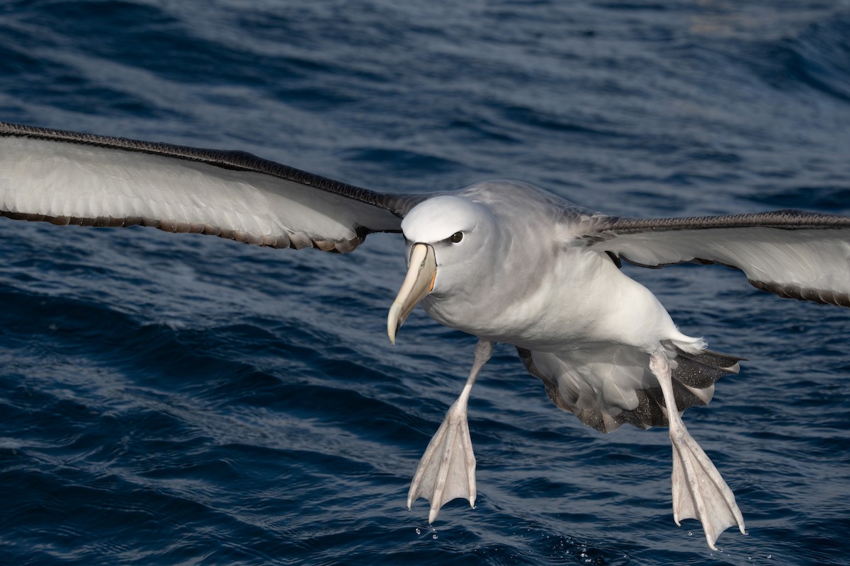albatros snarský - ML620800884