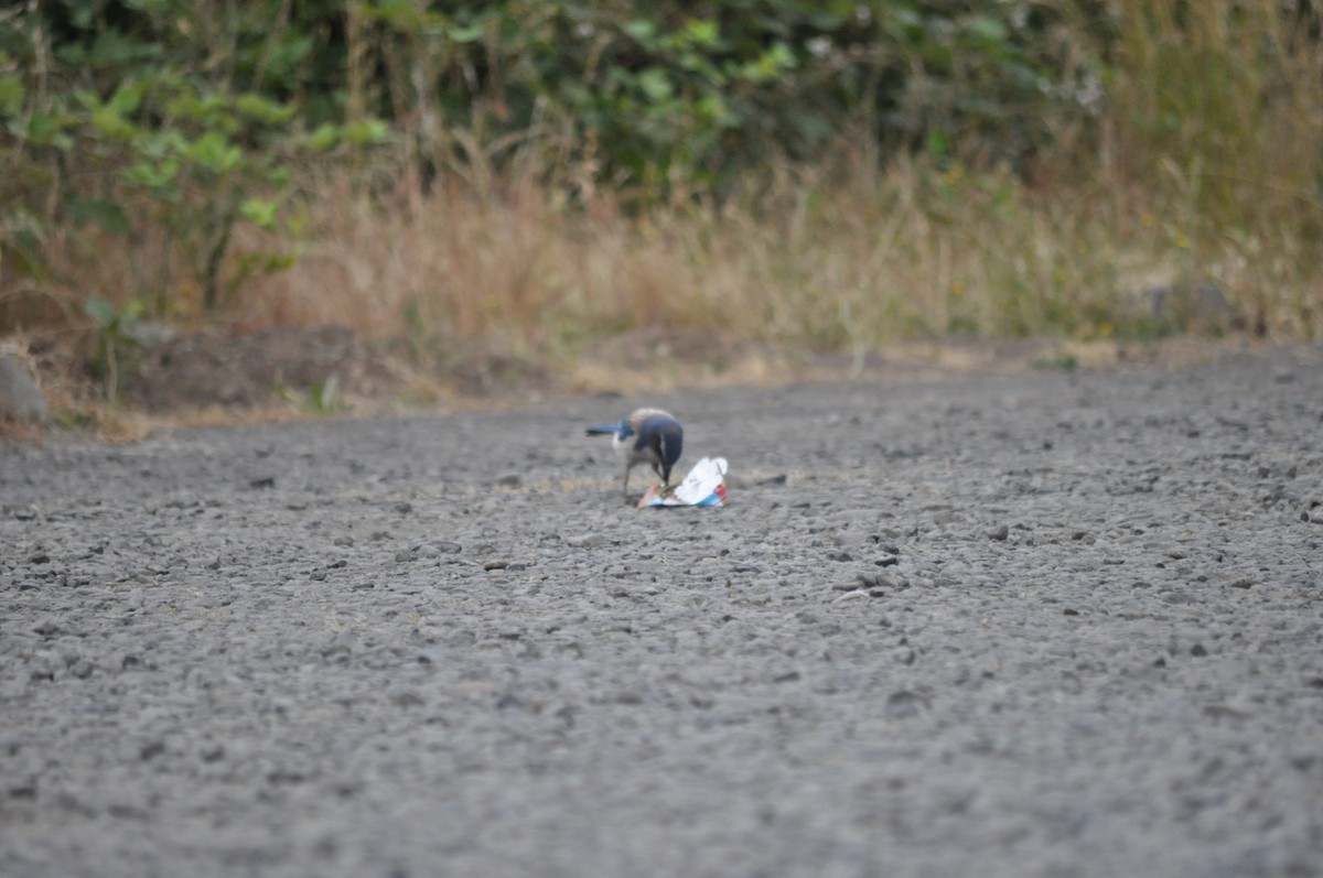 California Scrub-Jay - ML620800896