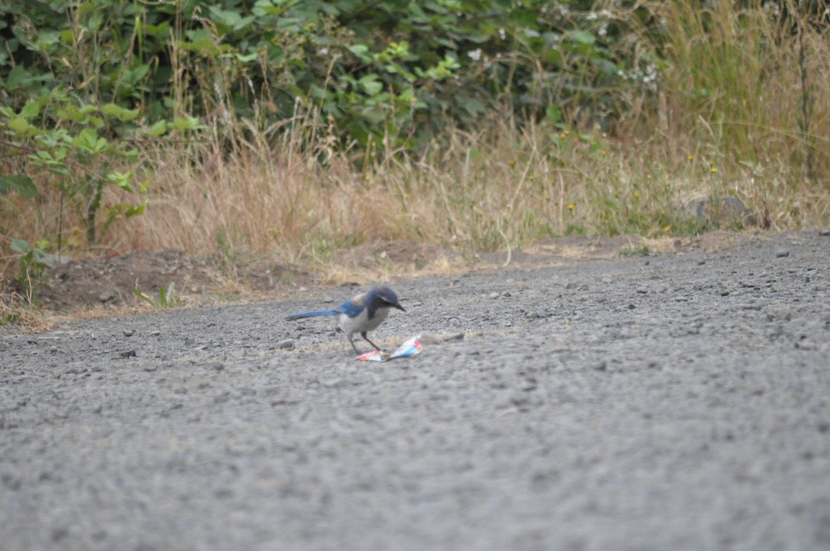 California Scrub-Jay - ML620800898