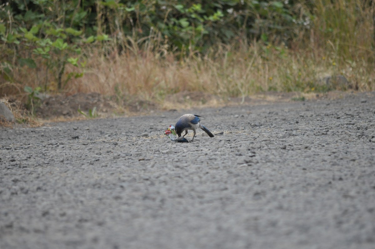 California Scrub-Jay - ML620800899