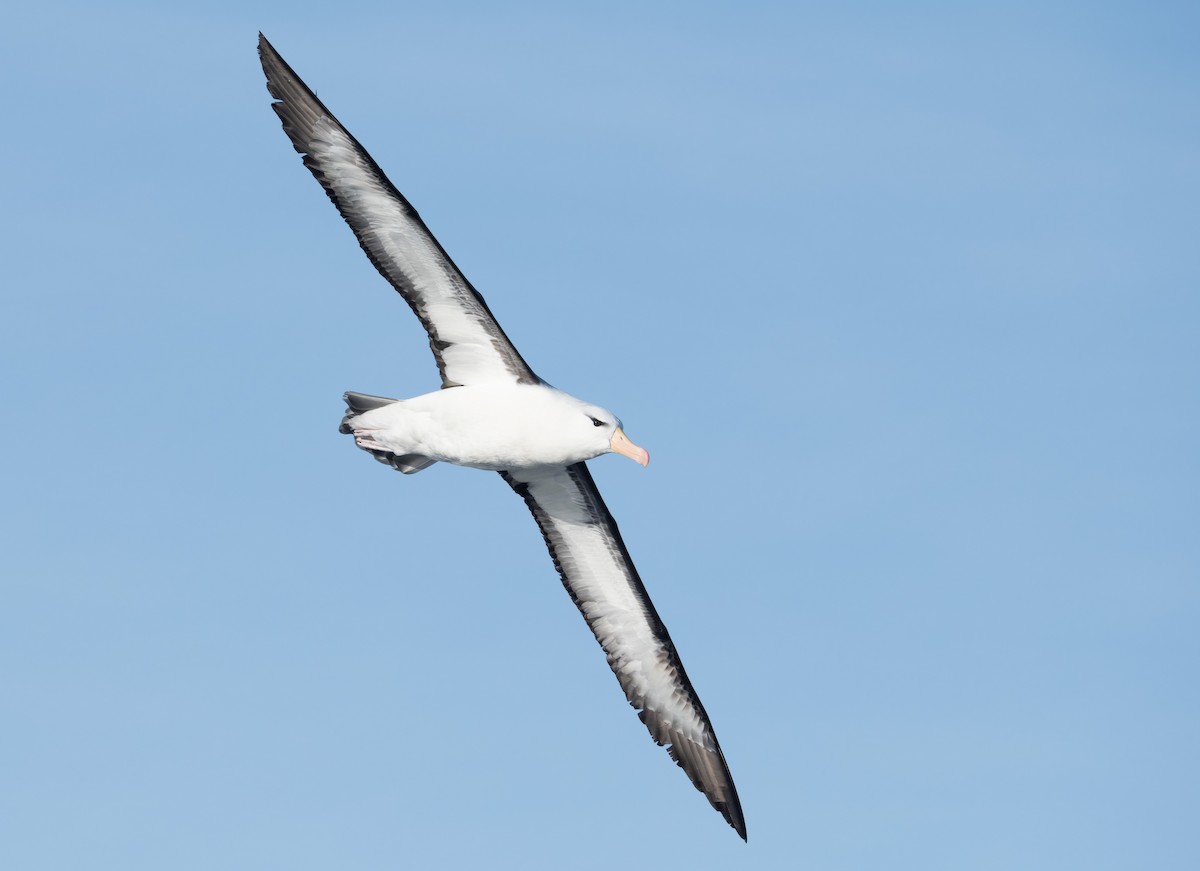 Albatros bekainduna (melanophris) - ML620800901
