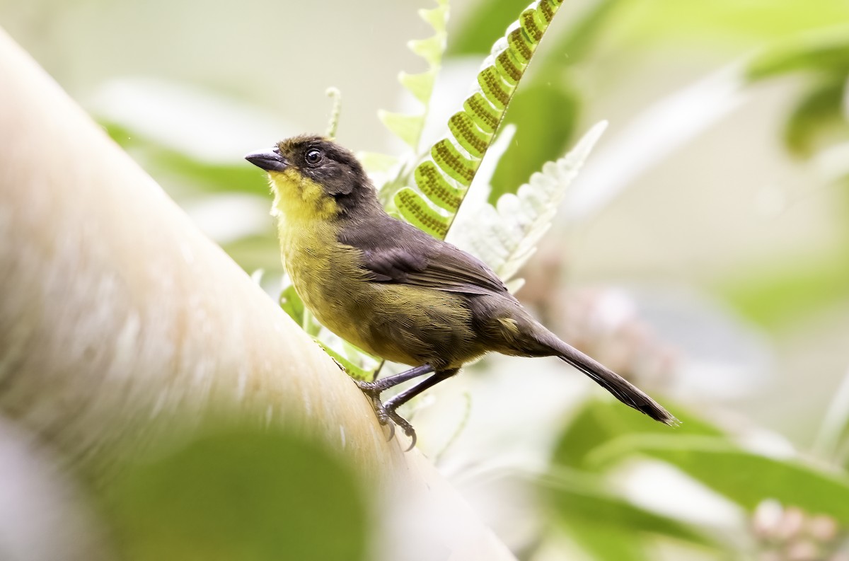 Tricolored Brushfinch - ML620800902