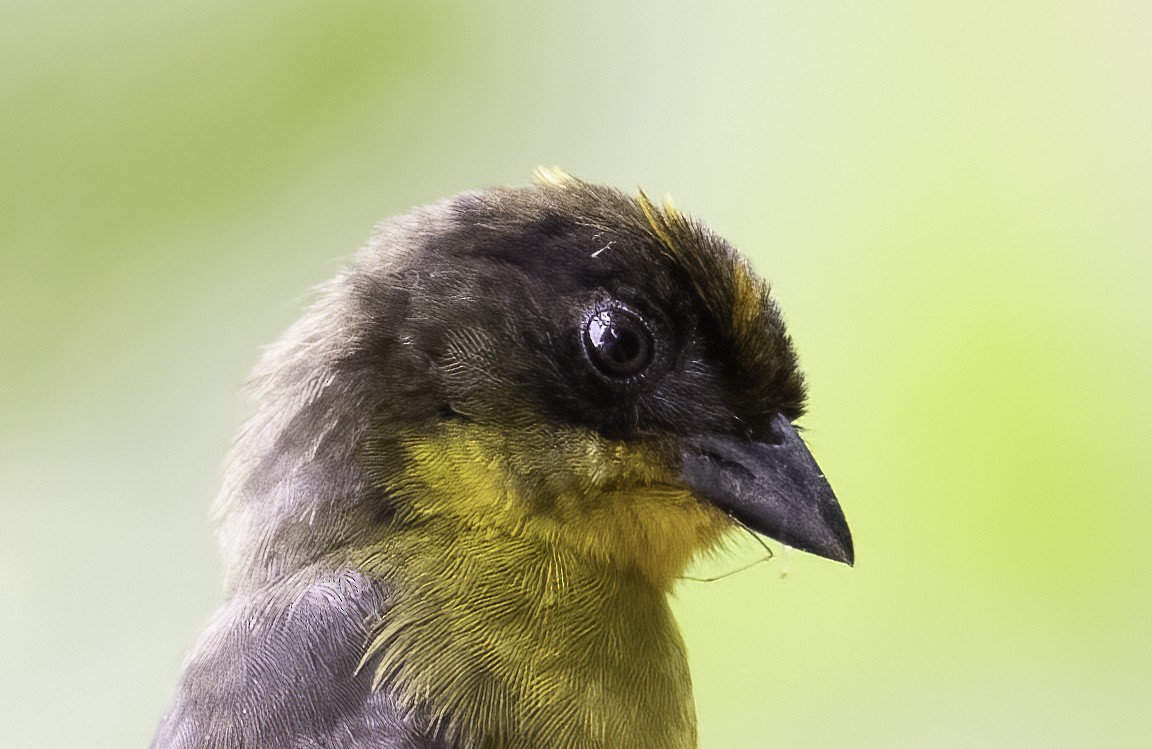 Tricolored Brushfinch - ML620800905