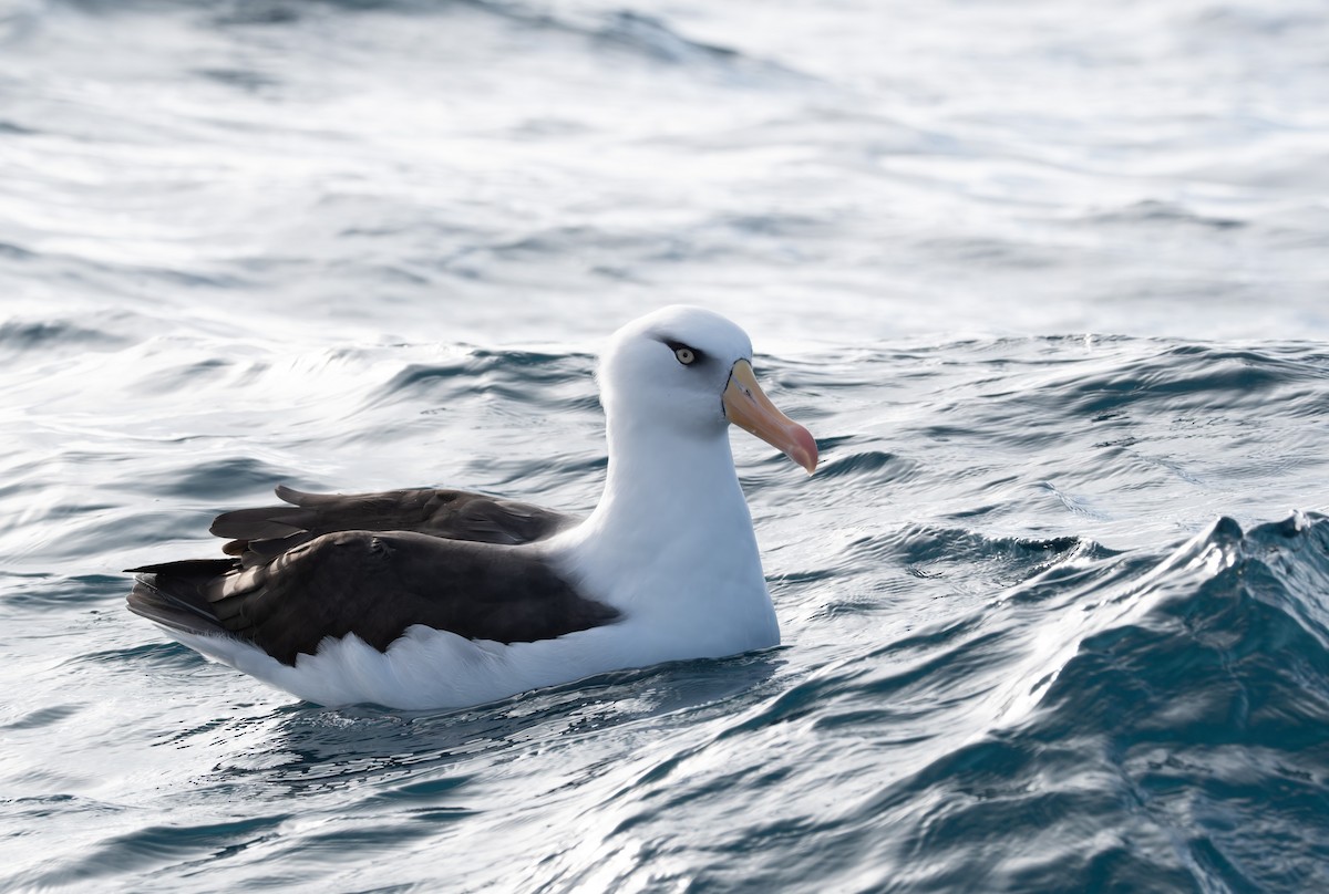 Albatros à sourcils noirs (impavida) - ML620800906