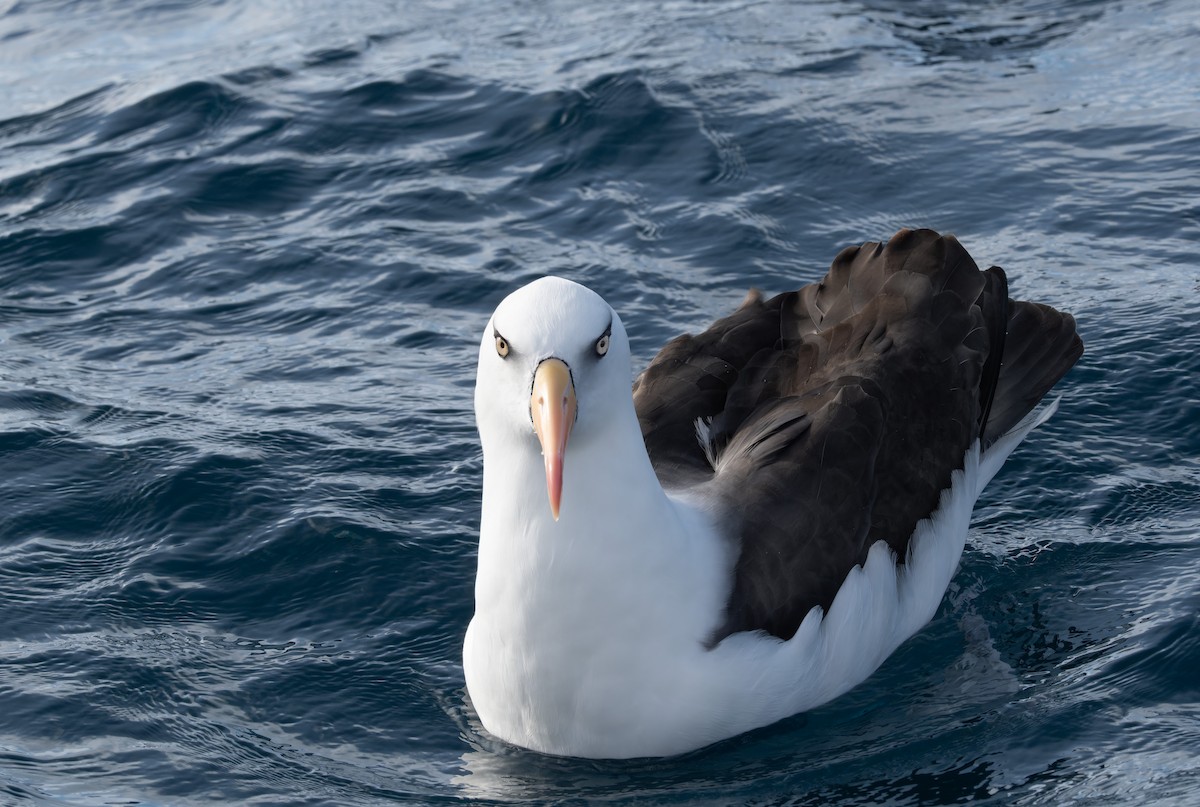 albatros černobrvý (ssp. impavida) - ML620800907