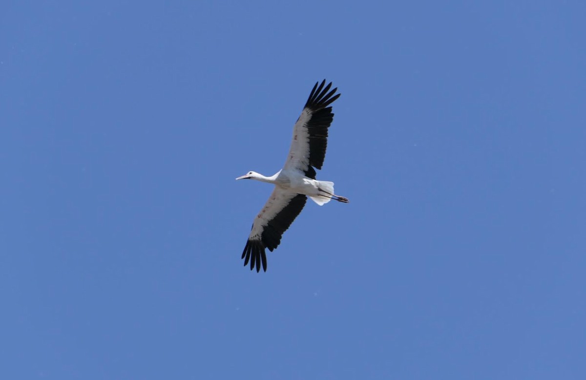 White Stork - ML620800910