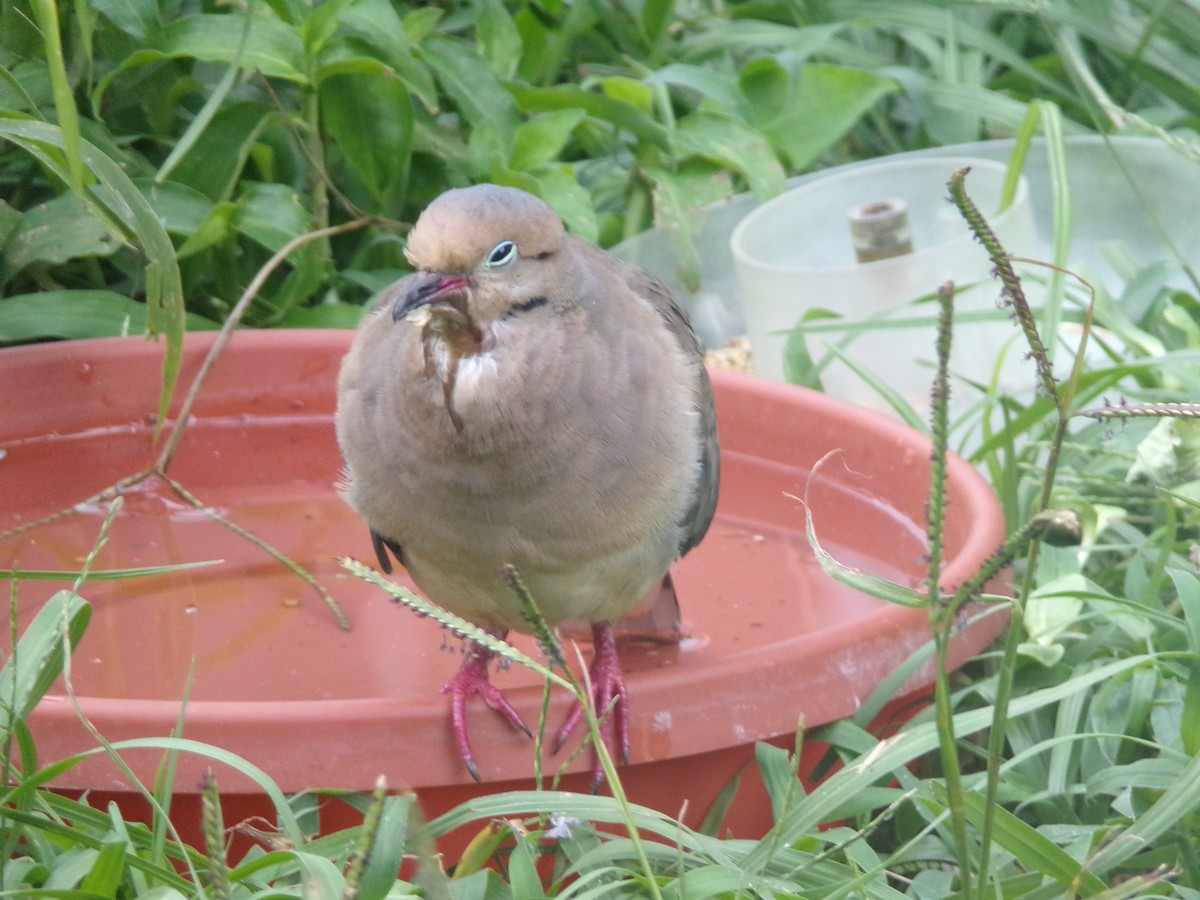 Mourning Dove - Texas Bird Family