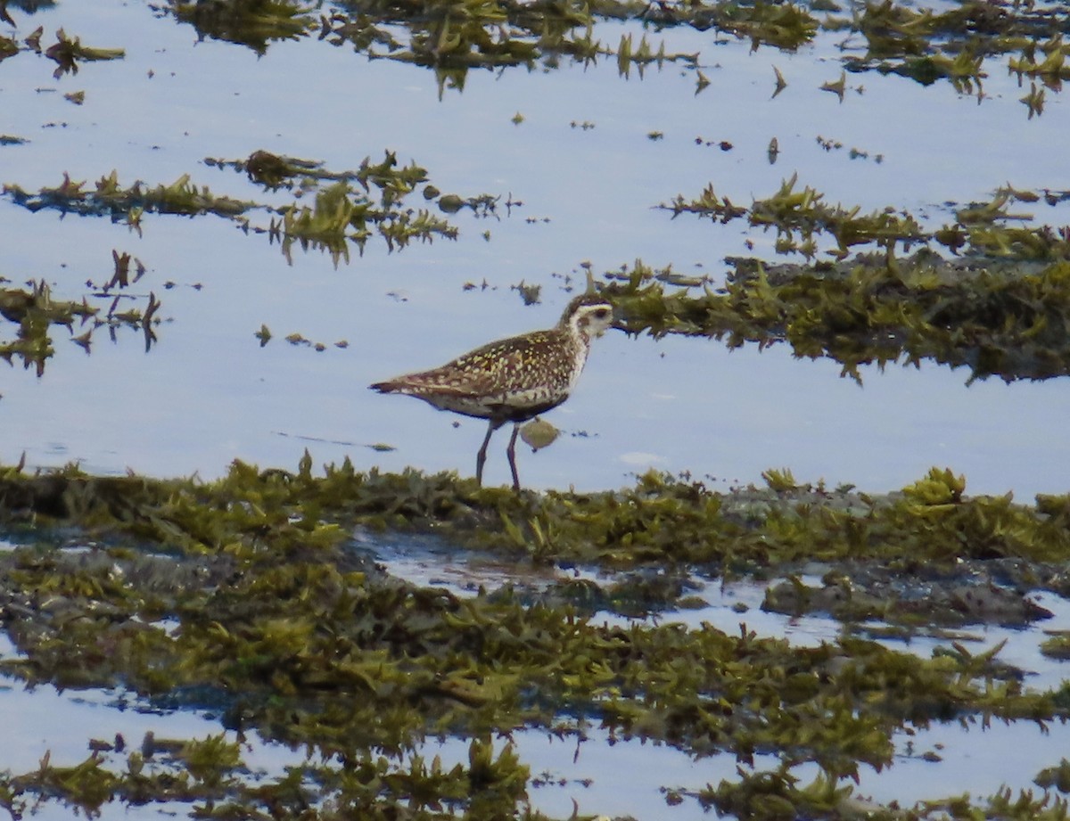 Pacific Golden-Plover - ML620800934