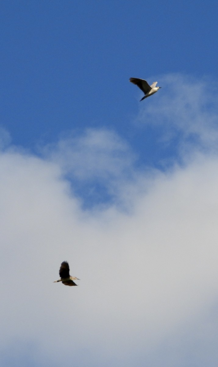 Black-crowned Night Heron - Elizabeth Stone