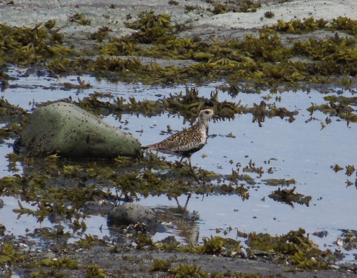 Pacific Golden-Plover - ML620800936