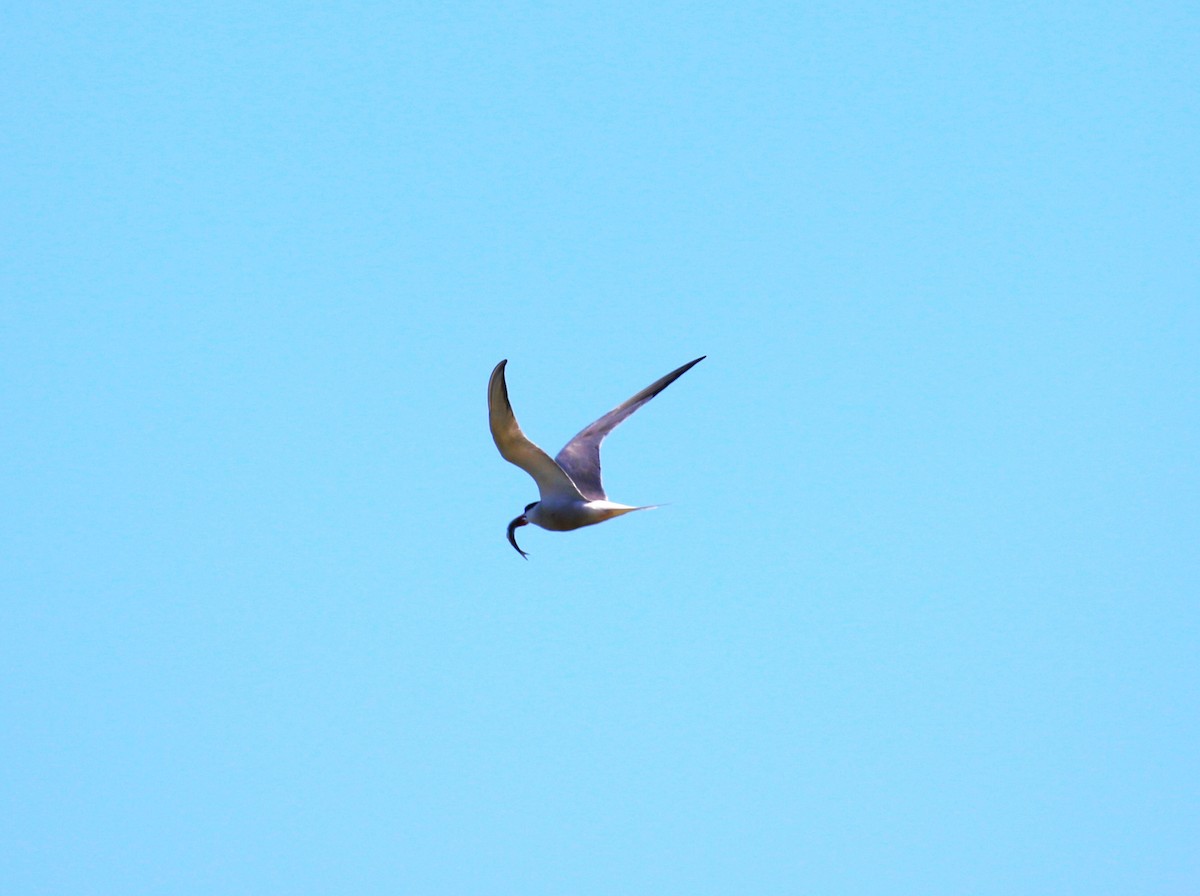 Крячок річковий (підвид hirundo/tibetana) - ML620800939