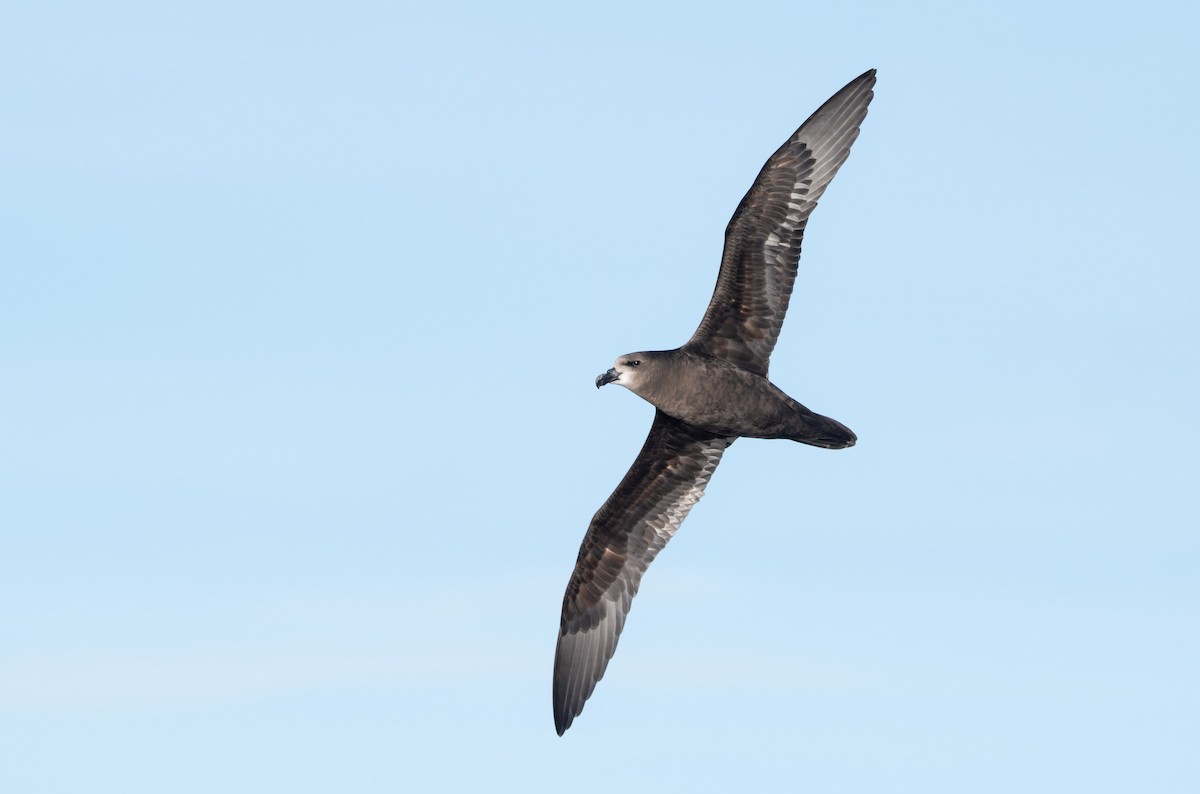 Petrel Carigrís - ML620800949