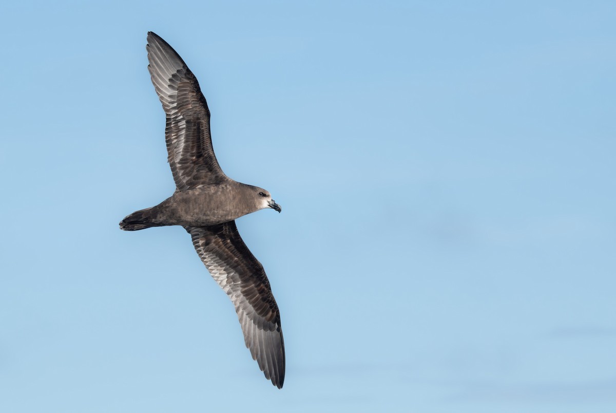 Gray-faced Petrel - Ben Ackerley