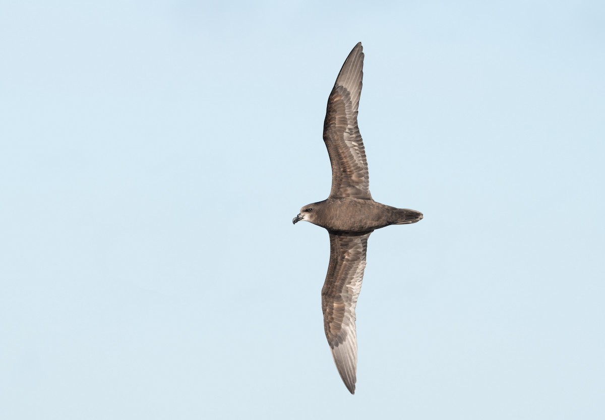 Gray-faced Petrel - Ben Ackerley