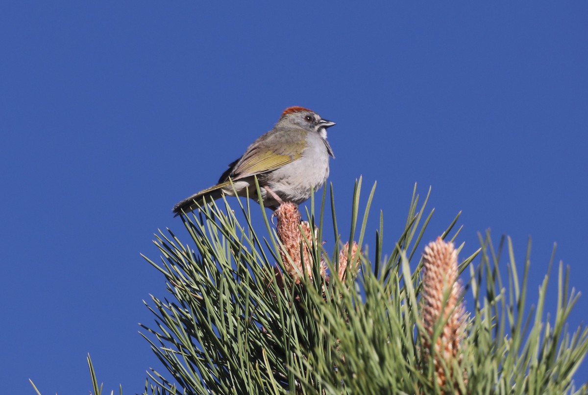 Green-tailed Towhee - ML620800953