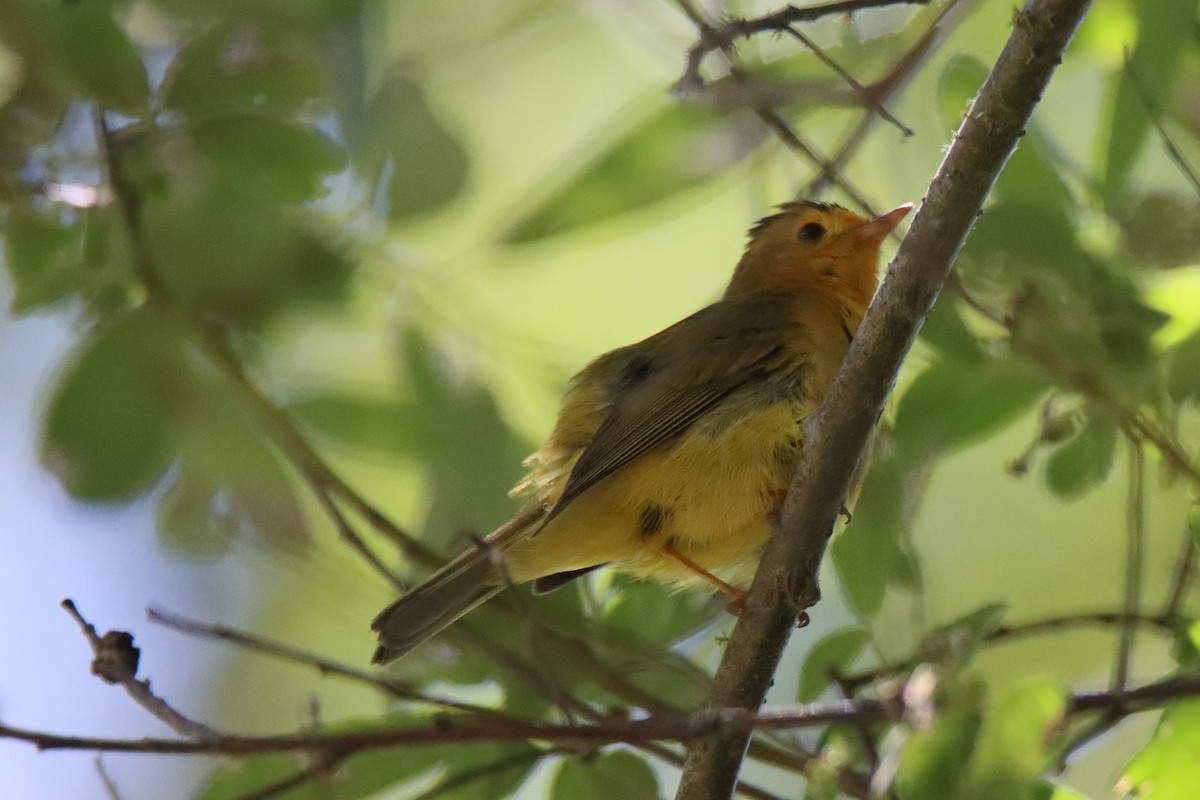 Wilson's Warbler - ML620800958