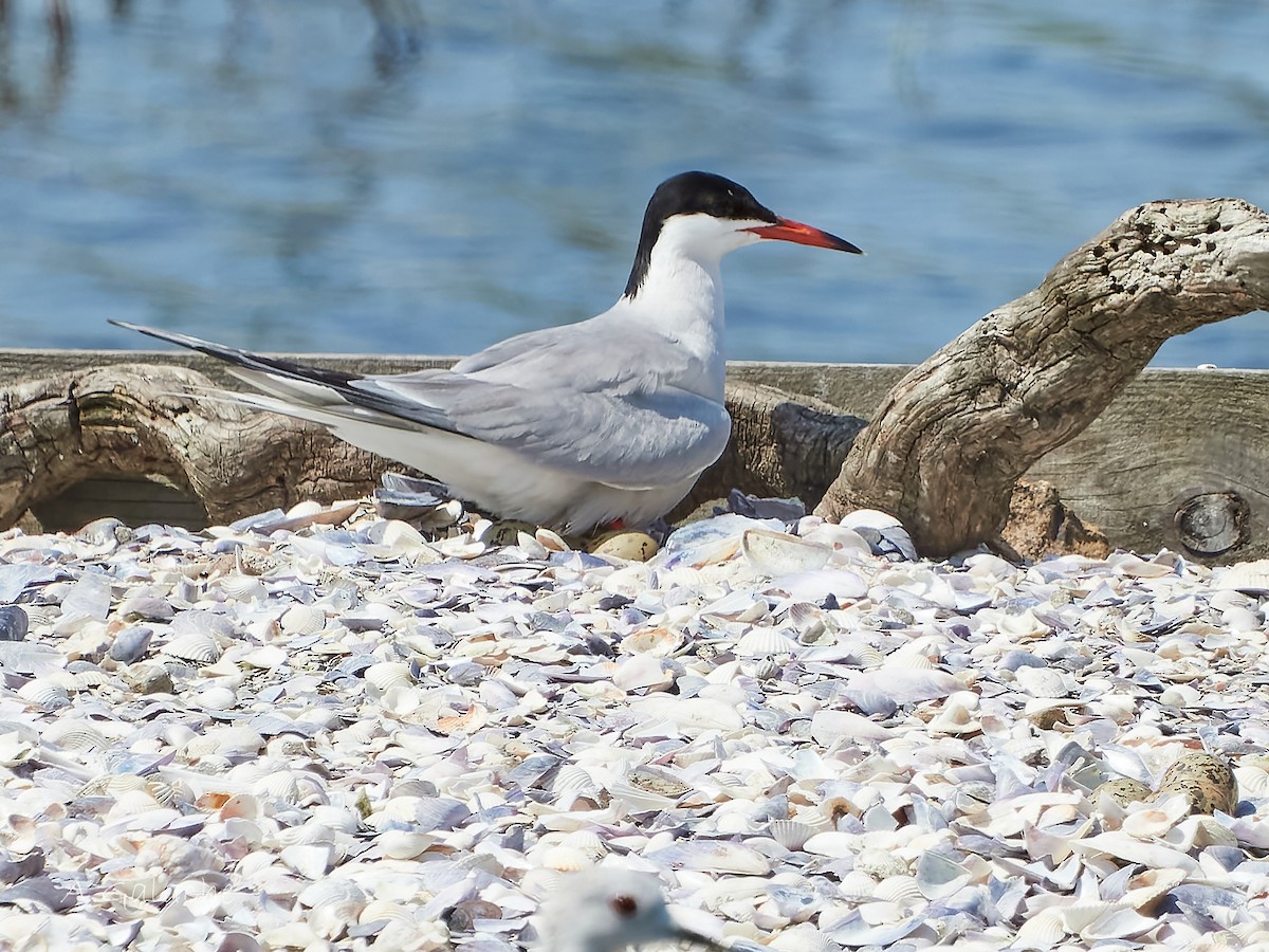 Common Tern - ML620800959