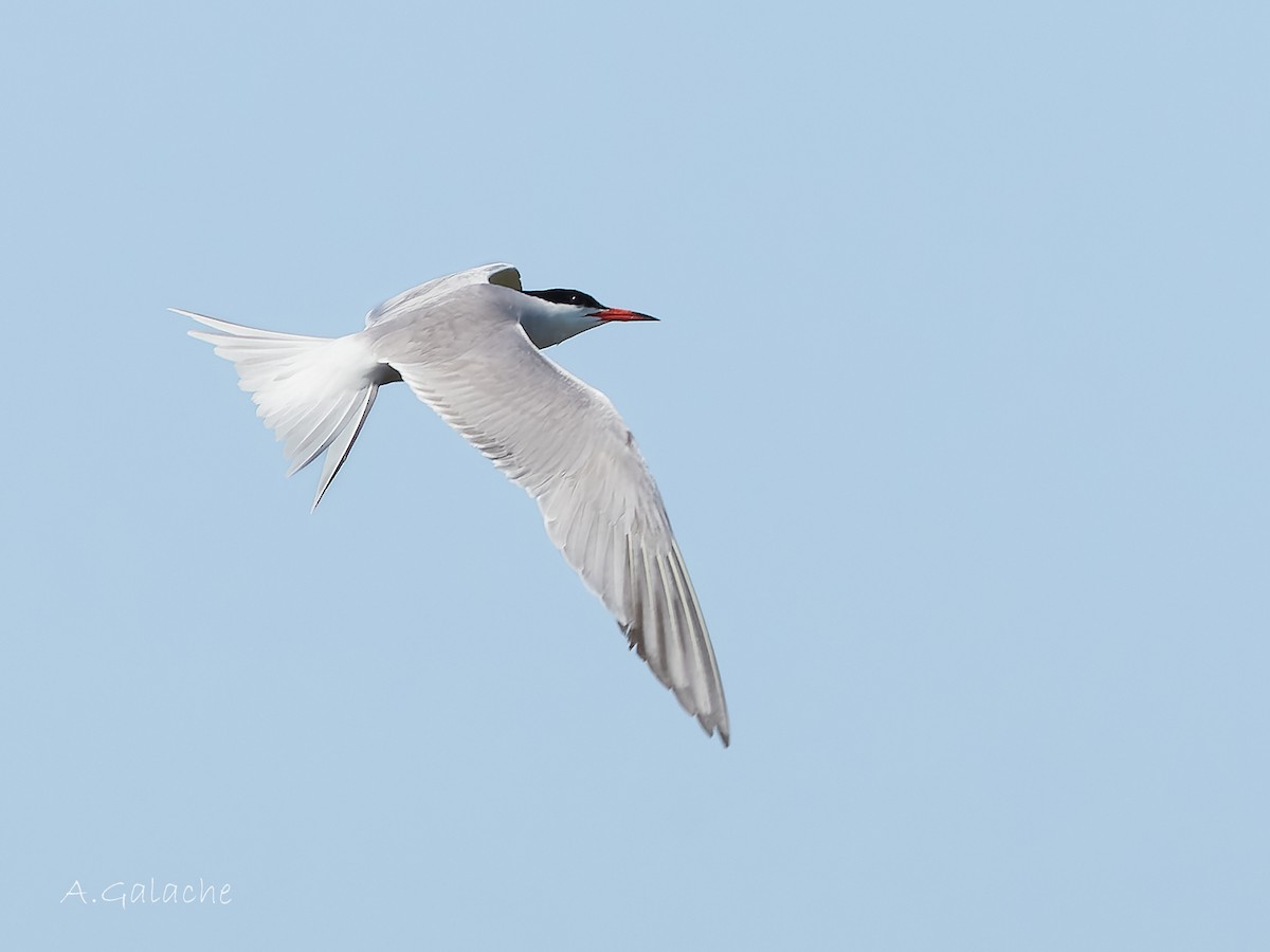 Common Tern - ML620800960