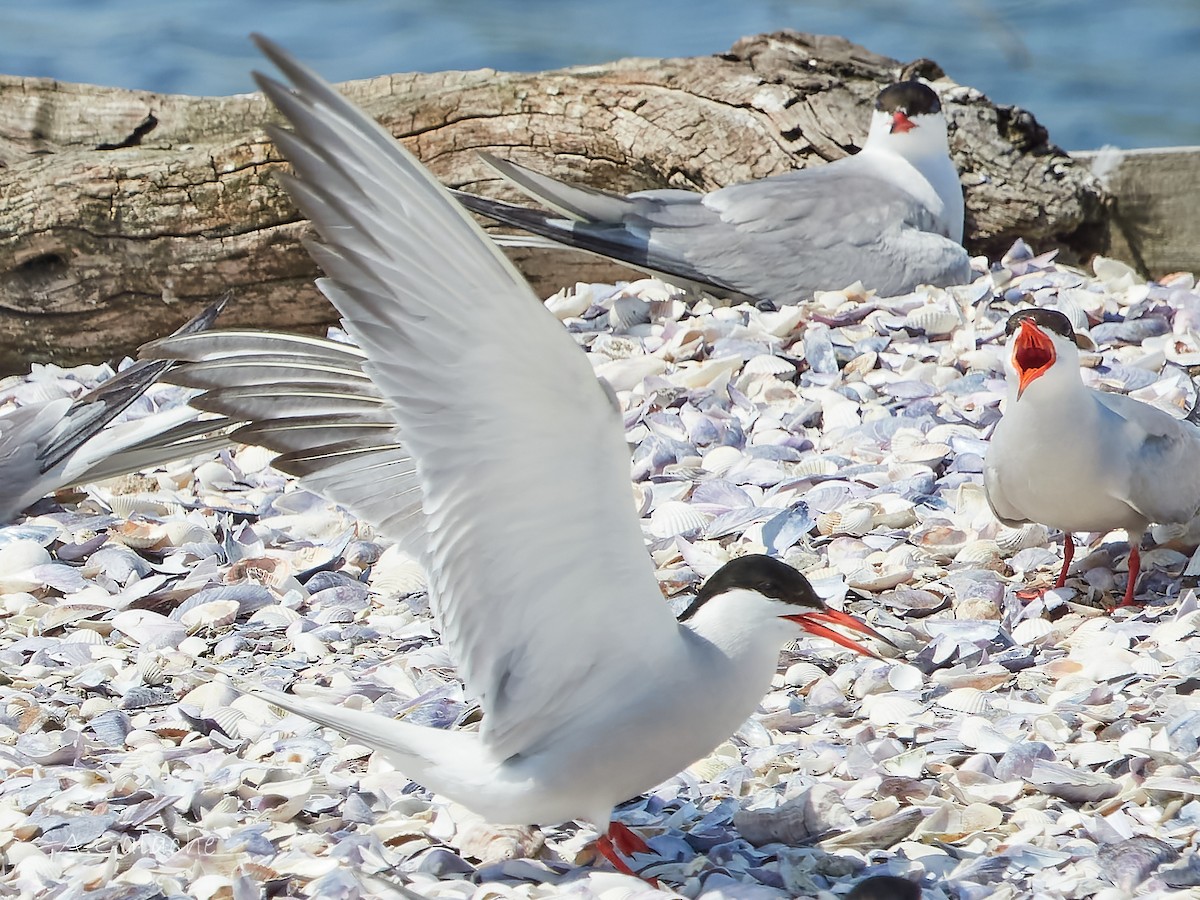 Common Tern - ML620800961