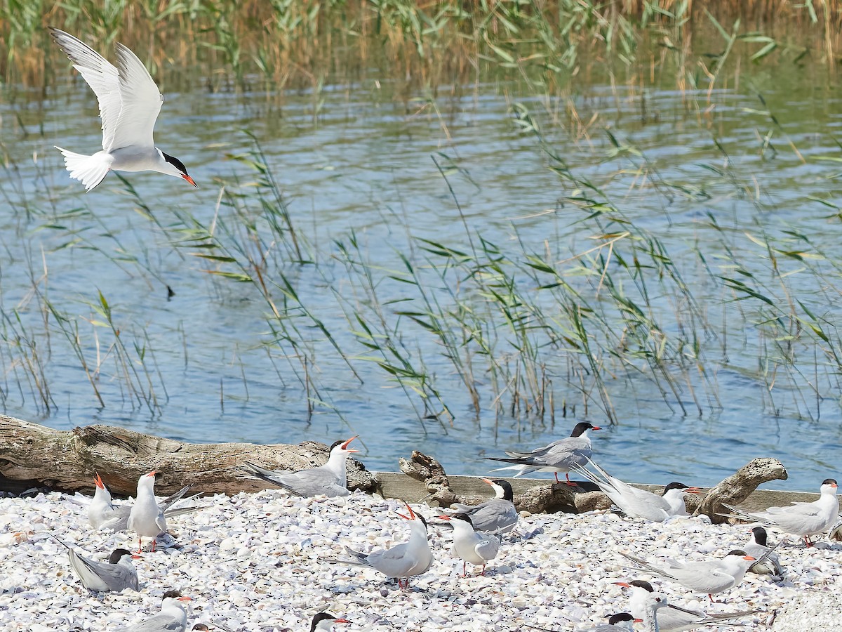 Common Tern - ML620800962