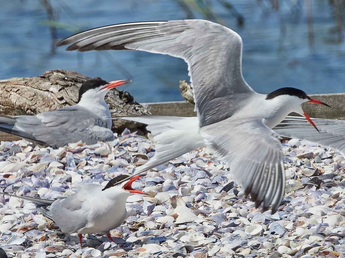 Common Tern - ML620800963