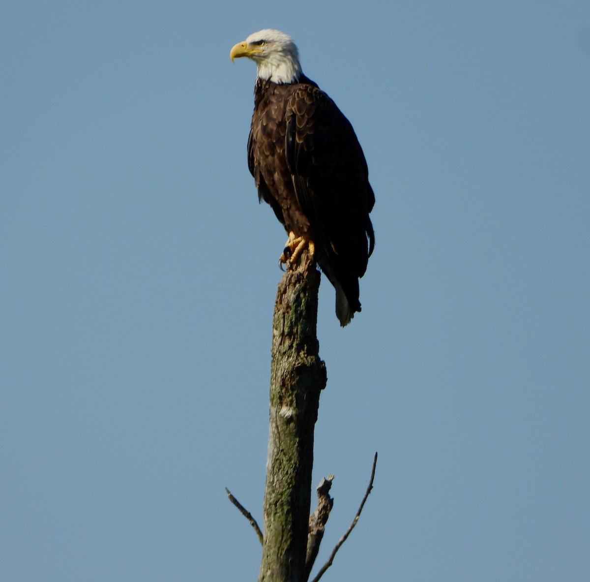 Bald Eagle - Elizabeth Stone