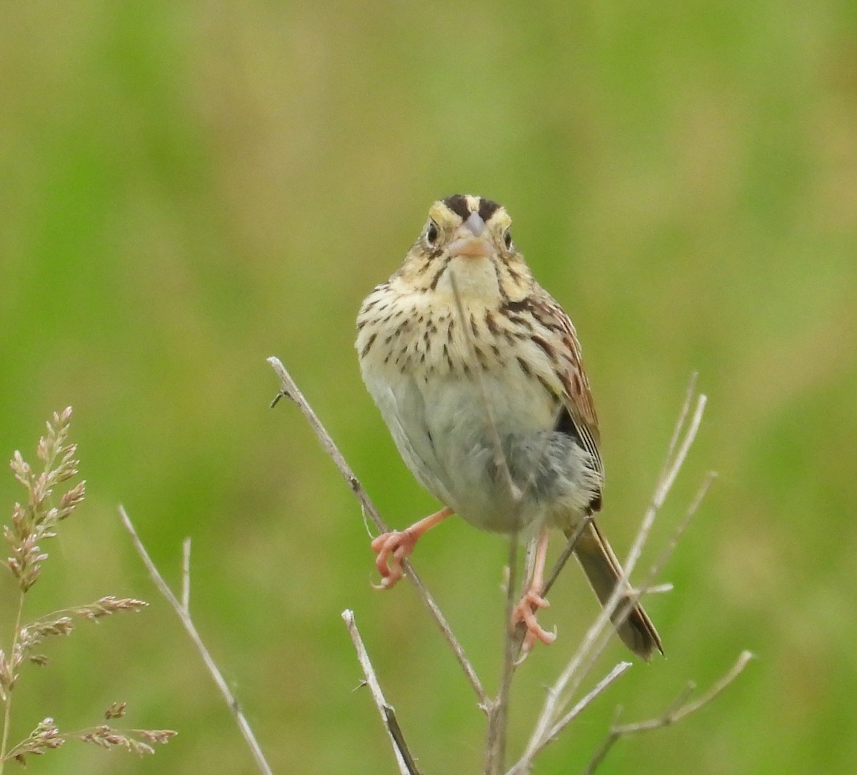 Henslow's Sparrow - ML620800970