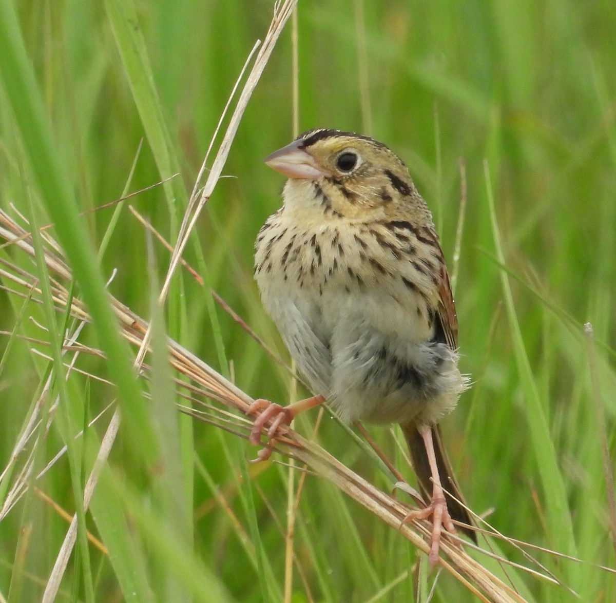 Henslow's Sparrow - ML620800971