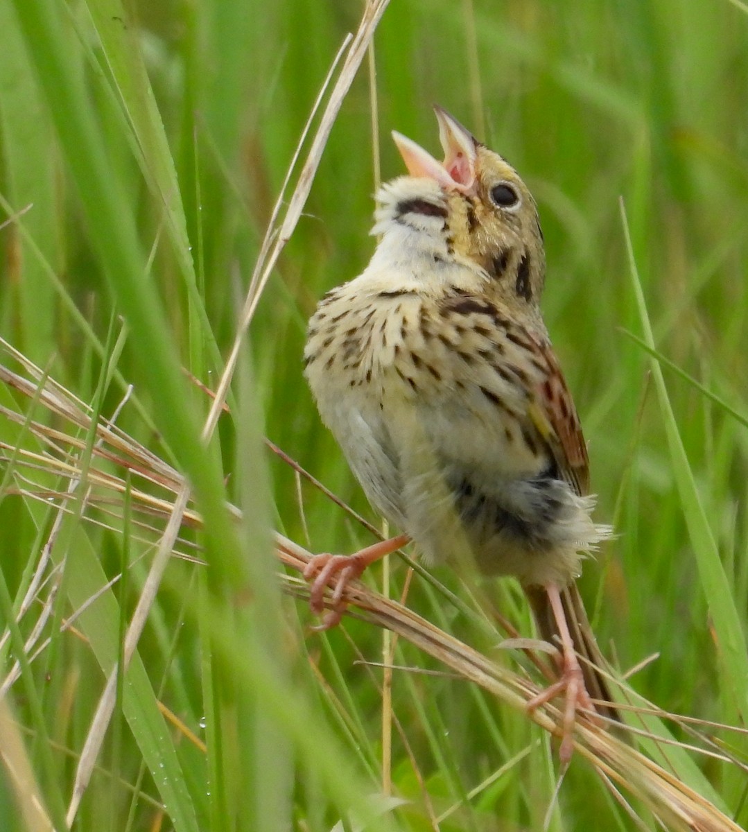 Henslow's Sparrow - Tresa Moulton