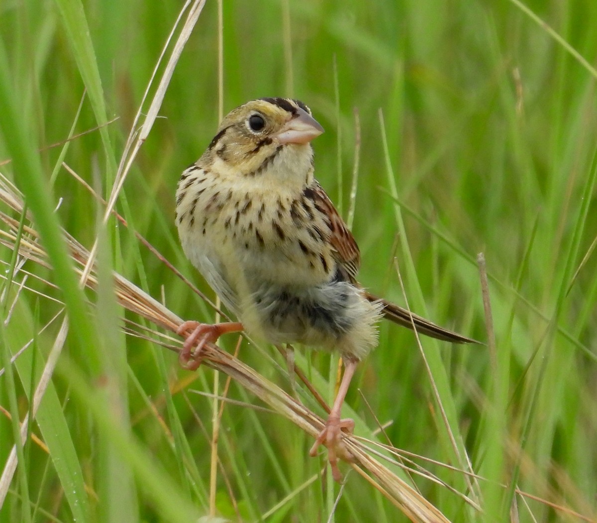 Henslow's Sparrow - ML620800973