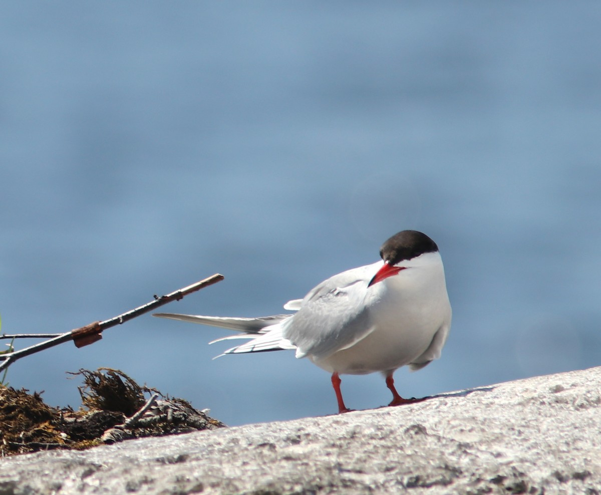 Common Tern - ML620800975