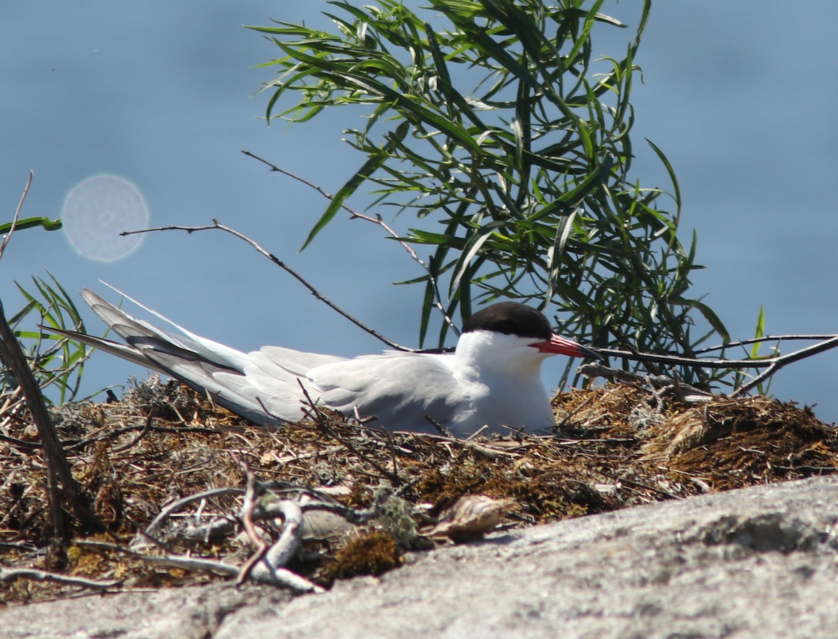 Common Tern - ML620800976