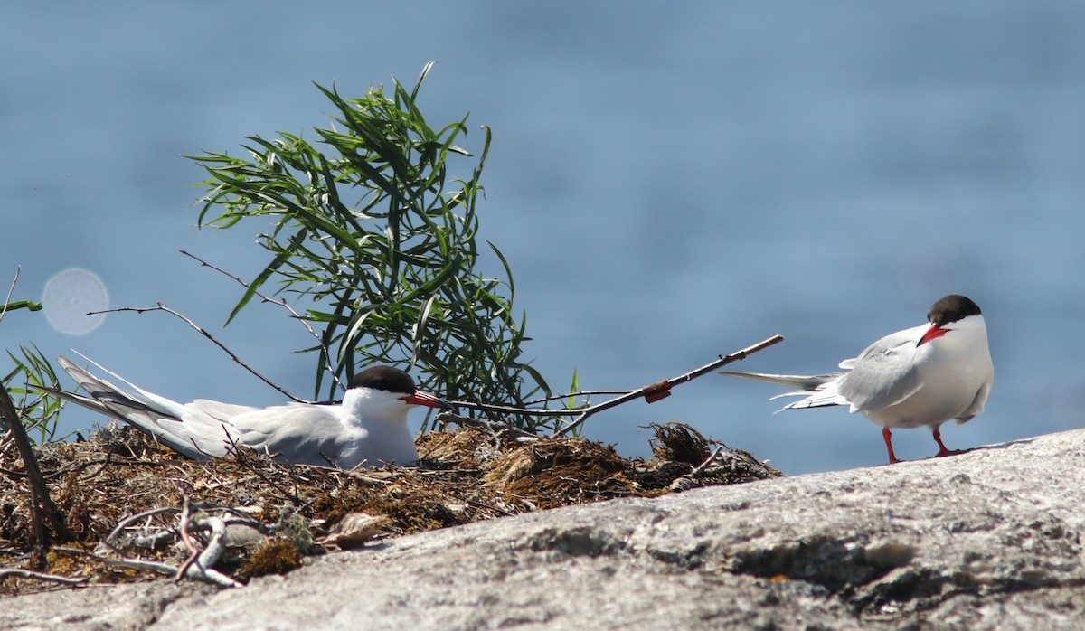 Common Tern - ML620800977