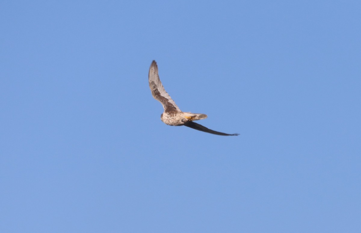 Prairie Falcon - ML620800979