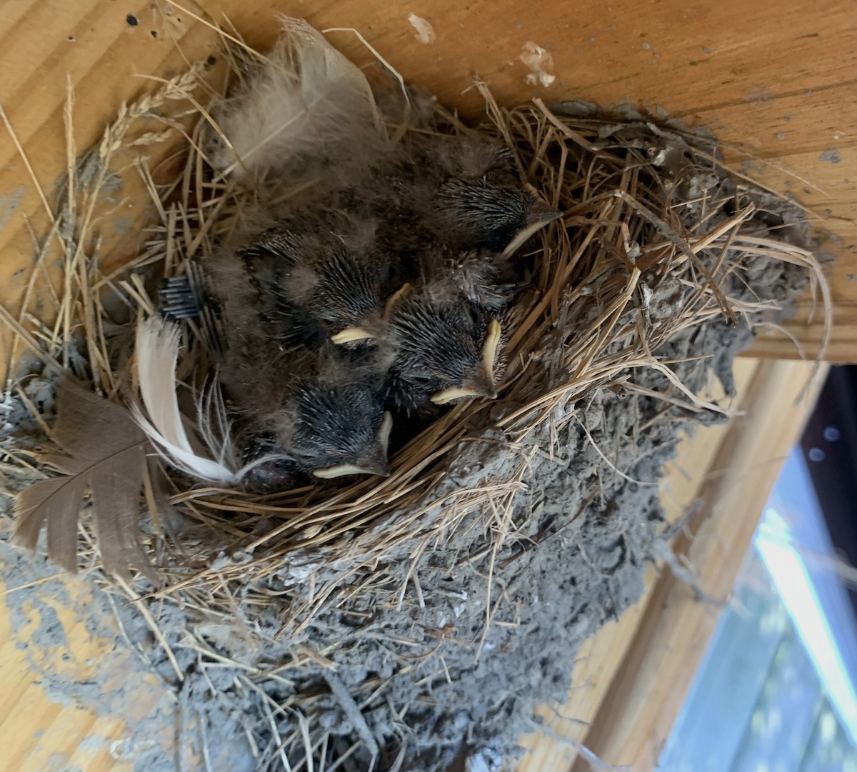 Cliff Swallow - Elizabeth Stone