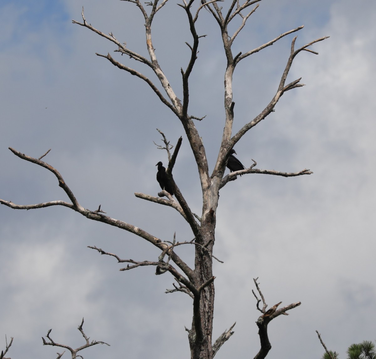 Black Vulture - ML620800985