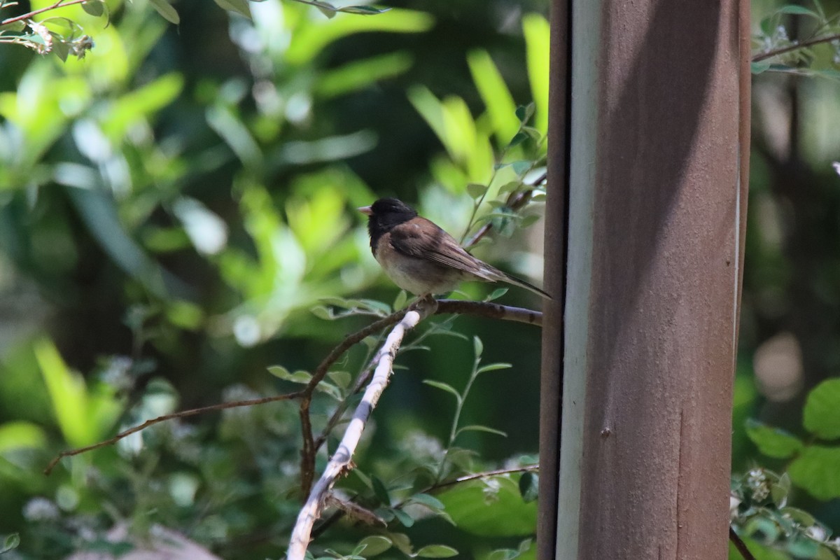 Dark-eyed Junco - ML620800989