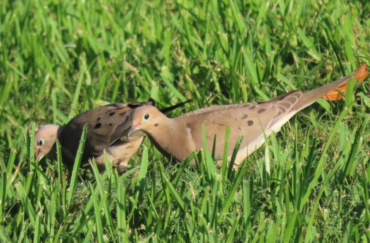 Mourning Dove - ML620800992