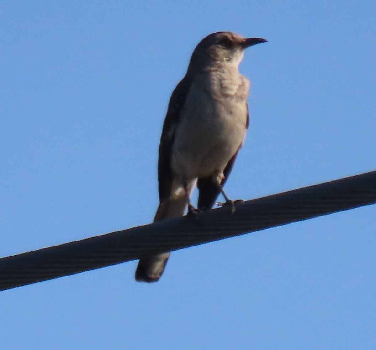 Northern Mockingbird - ML620800998