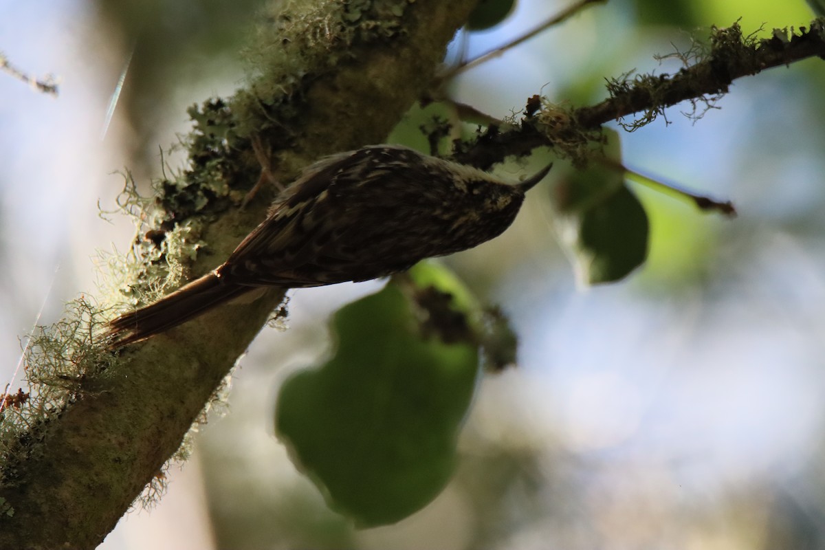 Brown Creeper - ML620801000