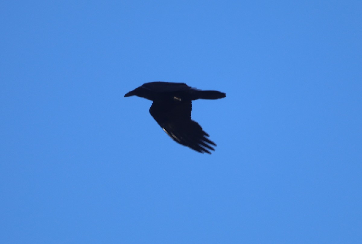 Common Raven - ML620801004