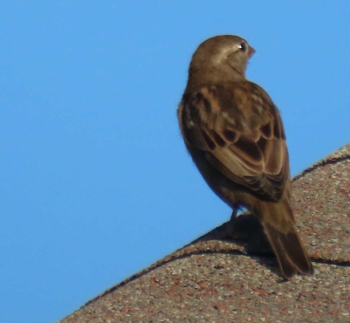 House Sparrow - ML620801007