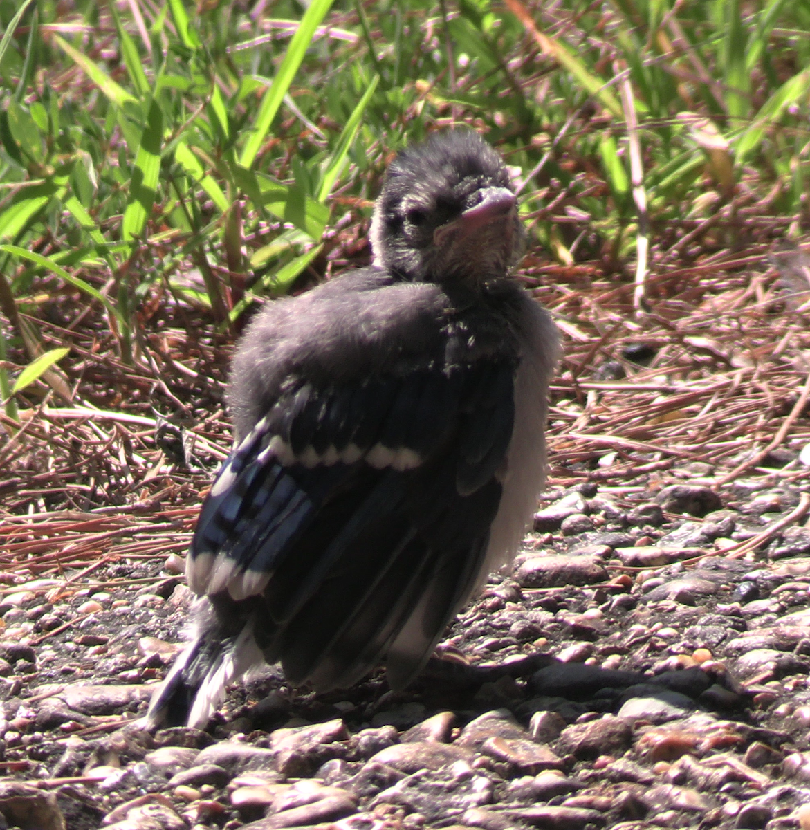 Blue Jay - ML620801013