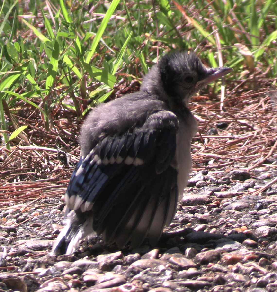 Blue Jay - ML620801014