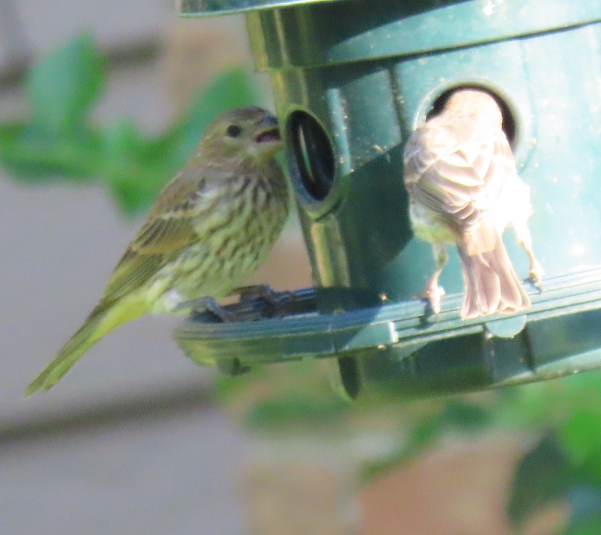 House Finch - ML620801015