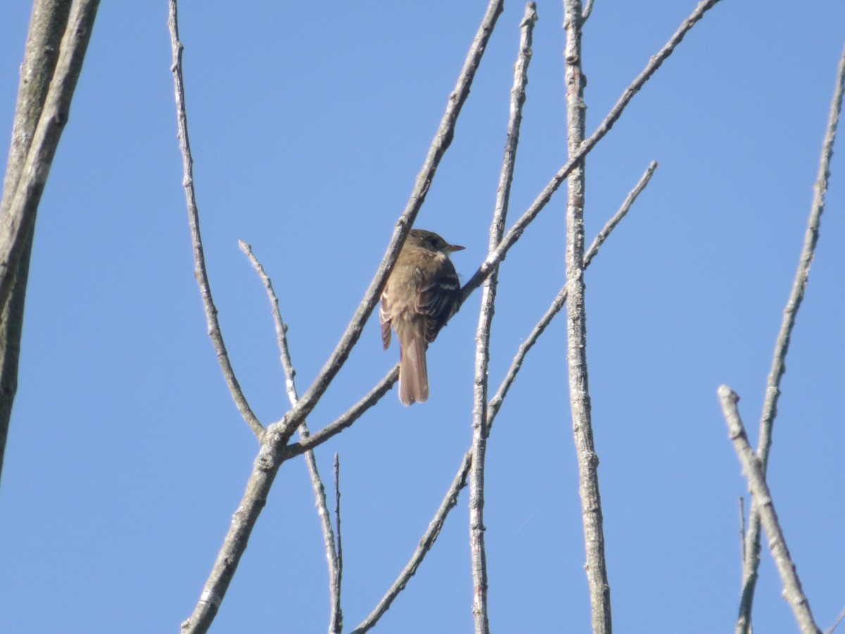 Willow Flycatcher - ML620801016