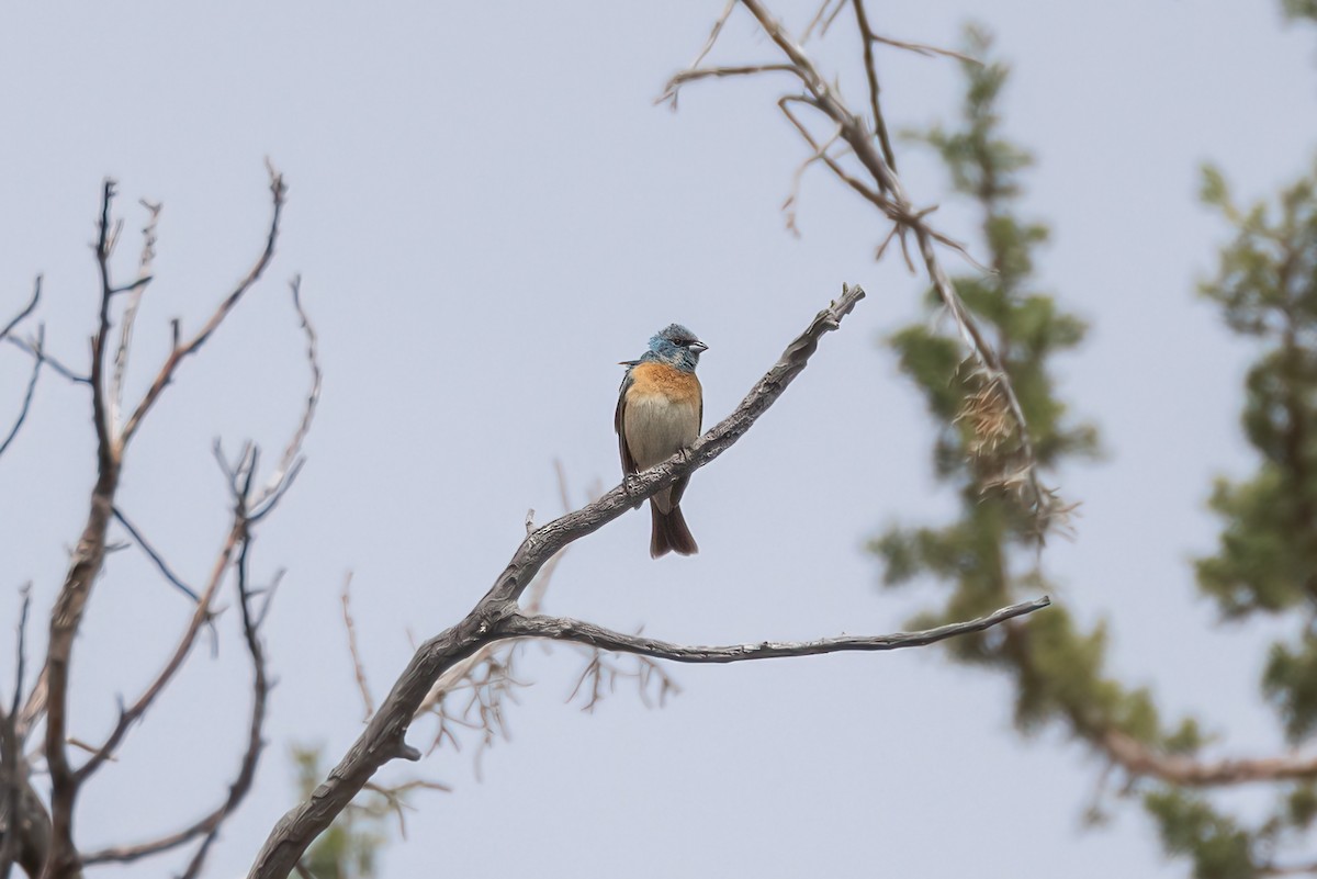 Passerin azuré - ML620801023