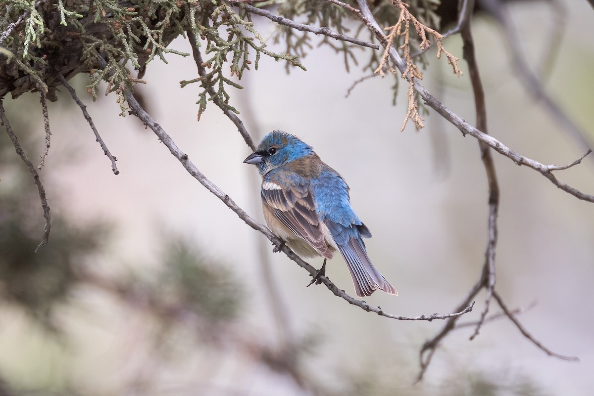 Lazuli Bunting - ML620801029