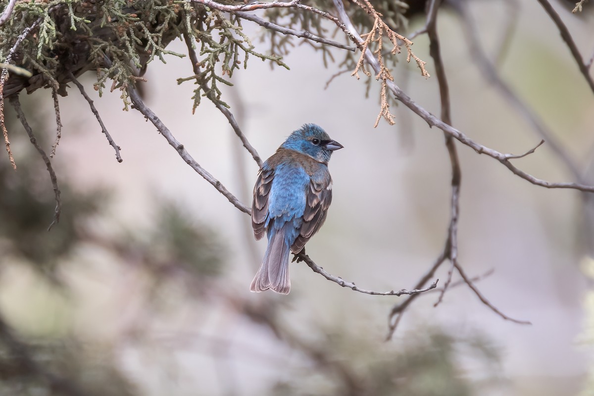 Lazuli Bunting - ML620801030